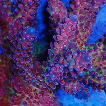SHA Flamethrower Acropora Rosaria
