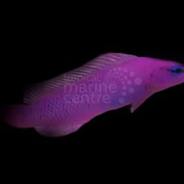 Tank Bred Pygmy Basslet - Orchid Pseudochromis fridmani