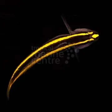 Neon Goby - Gold TANK BRED Elacatinus figaro