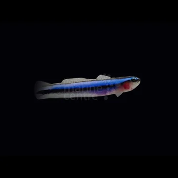 Blue Neon Goby