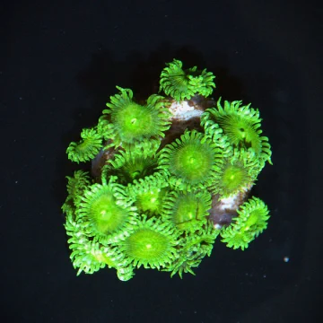Toxic Green Palythoa Frag – Uk Aquacultured -10+ Heads on Frag Plug