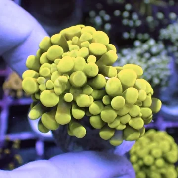 WYSIWYG 43 Yellow Gold Branching Hammer 2 Polyps