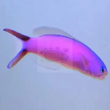 Tile Goby - Purple (Hoplolatilus purpureus)