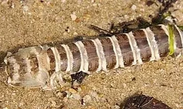 Mantis Shrimp - Banded (Lysiosquillina maculata)