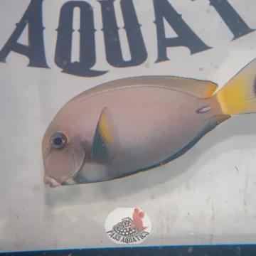 Pale Lip Tang