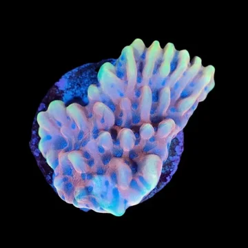 Beach Bum Montipora