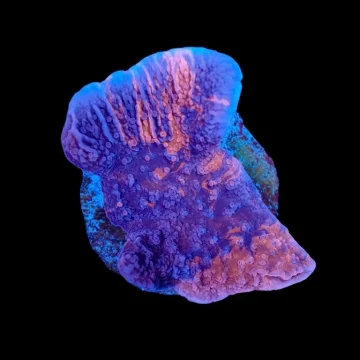 Mean Streak Grafted Montipora