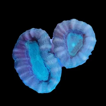 Teal Centred Candy Cane Coral