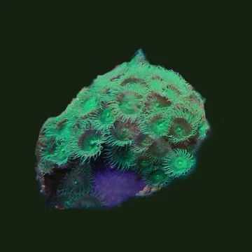 Toxic Green Palythoa colony – Uk Aquacultured -35+ Heads on