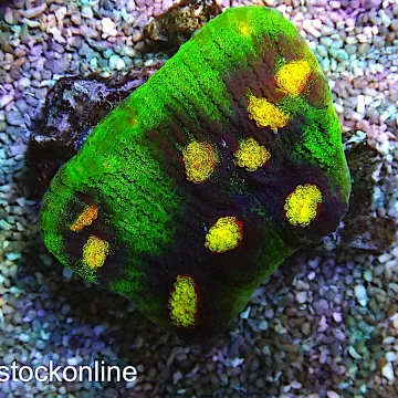 Raja Rampage Frag 2