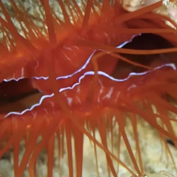 Flashing Flame Scollop