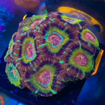 Peach Rainbow Acan Lord — High End LPS Coral — UK Grown
