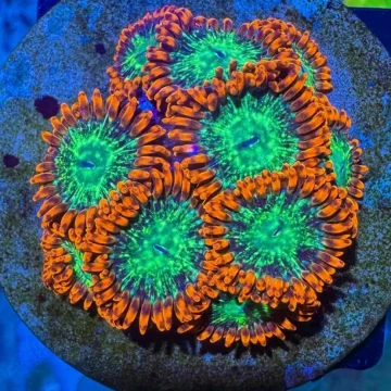 WWC Astral Shift Zoa Frag – High End Zoanthid – UK Grown