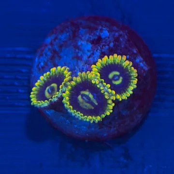 Yoda Zoa - 2-3 Polyps
