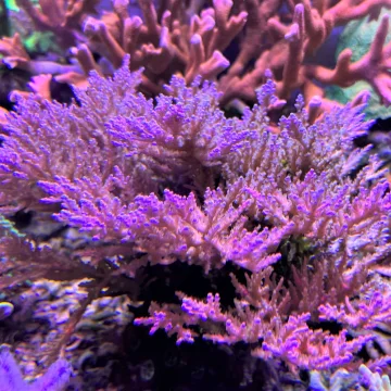 Acropora desalwii blue