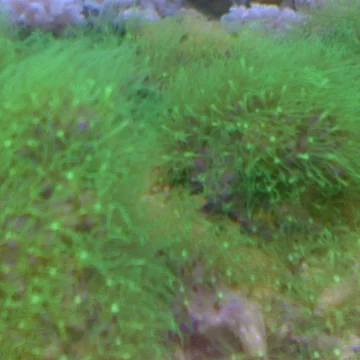 Green star polyp (GSP)