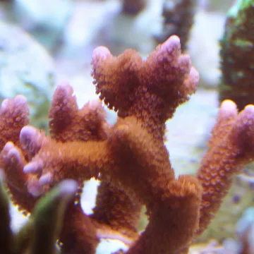 Montipora digitata red