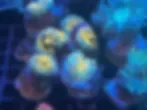 Ricordea Yuma frag ( 1 polyp )