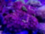 Zoa colonies