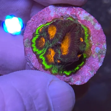 Favia Red & bright Green coral (Christmas Favia)