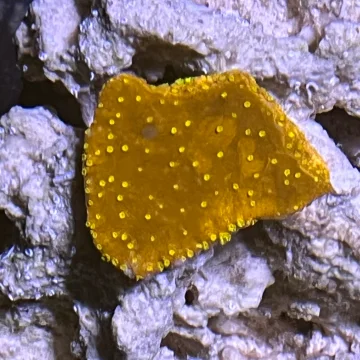 Montipora Red with orange dots plating