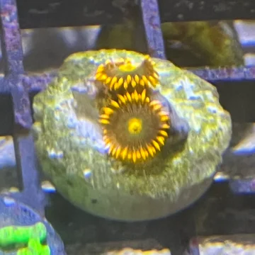 Zoa Bright orange