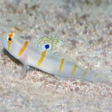 Tangerine Line Goby Fish (Amblyeleotris randalli)