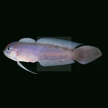 Razor Goby (Oxymetapon cyanoctenosum)