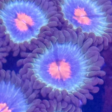 Zoa – Miami vice