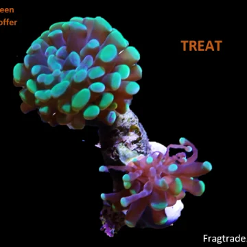 WYSIWYG Green tipped hammer coral (UK Grown)