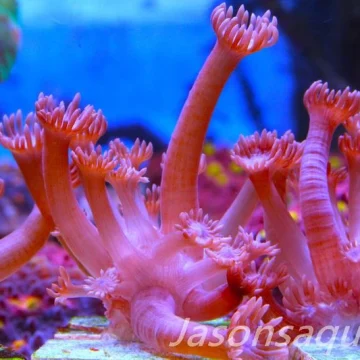Goniopora, Branching Goniopora,Red with blue mouths, Frag C