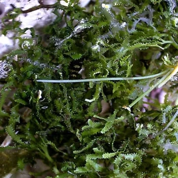 saw blade caulerpa algae marine seaweed New