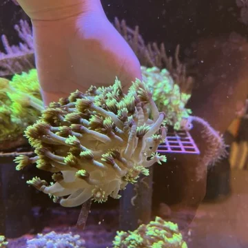 bright green tip goniopora colony