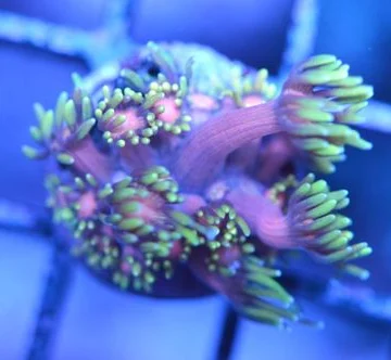 inferno goniopora frag