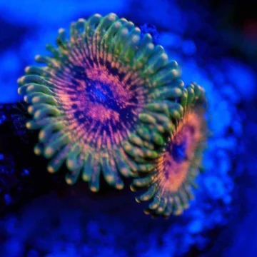 Incinerator Zoa