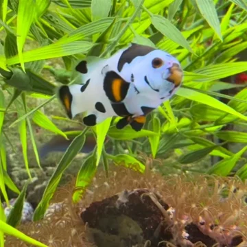 Photon Storm Clownfish