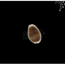 Money CowrieOur : ViewCommon Name: Money CowrieLatin Name: Monetaria moneta / Monetaria annulusMax Size: 1–1 5 inchesTemperature: 72–81°FpH: 8 1–8 4Reef Safe: Yes