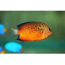 Dwarf Rusty Angel - Centropyge ferrugataOur : ViewMax size 3 9 inch