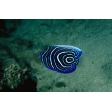 Emperor Juvenile - Pomacanthus ImperatorOur : View