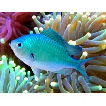 Chromis Viridis - Green ChromisOur : ViewMax size 4 3 inch