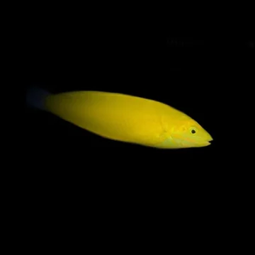 Yellow Wrasse