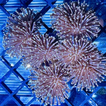 Sarcophyton Green Coral