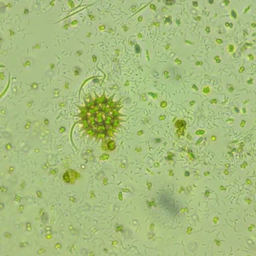Live Tetraselmis Phytoplankton