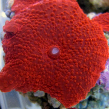 Red Discosoma Mushroom