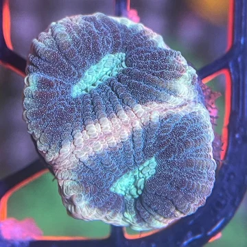 Peach Prism Favia