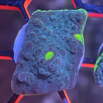 Fluro-Eye Mycedium