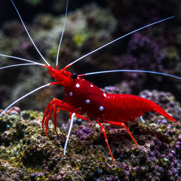 Fire Shrimp - CHEAPEST IN UK