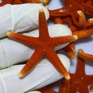 Red Gold Tip Star Fish - CHEAPEST IN UK
