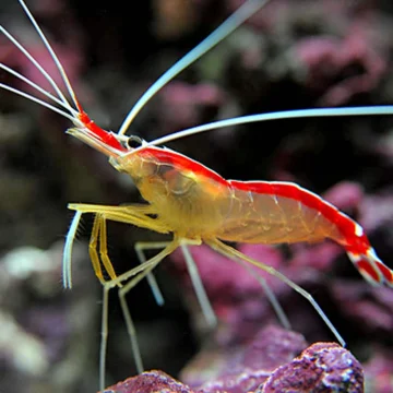Cleaner Shrimp - CHEAPEST IN UK