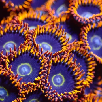 RAINBOW HORNETS